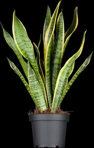 Sansevieria trifa Laurentii - afbeelding 3