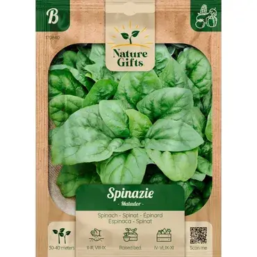 Spinazie matador per 35m - afbeelding 1