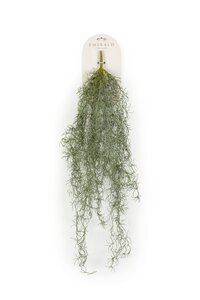 Tillandsia hangend l15cm grijs