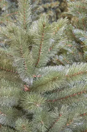 Triumph Tree Kerstboom forest frosted 185cm groen details