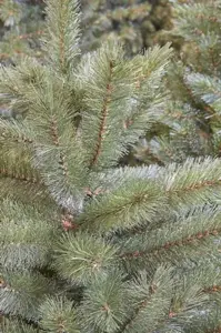 Triumph Tree Kerstboom forest frosted 185cm groen details