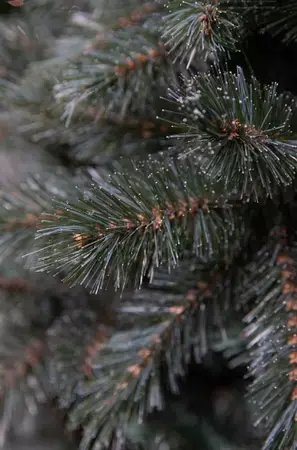 Triumph Tree Kerstboom forest frosted 185cm newgroth blue detail
