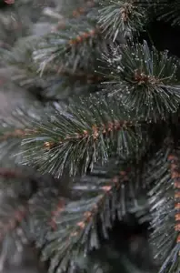 Triumph Tree Kerstboom forest frosted 185cm newgroth blue detail