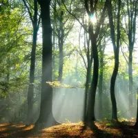 Tuinschilderij 50x50cm