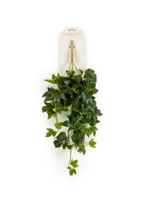 Vaderplant hangend l20cm groen