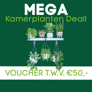 Social deal actie kamerplanten