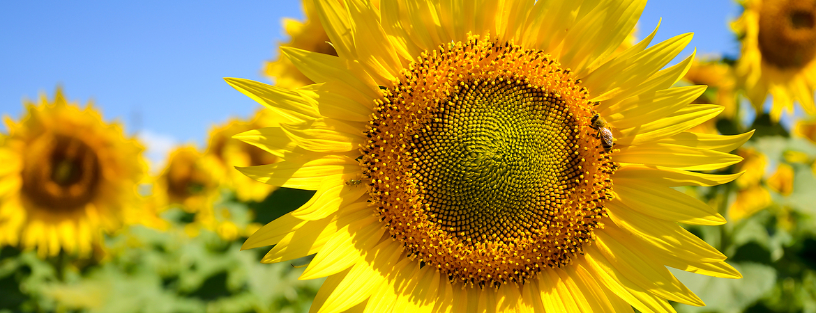 Tips voor zonnebloemen