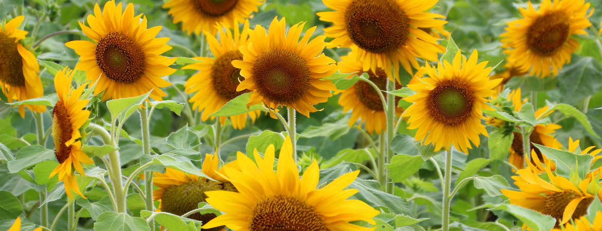 Zonnebloemen kopen in den bosch